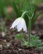 white anemone
