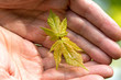 Human hands holding green young plant