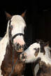 Nice irish cob with foal on black background