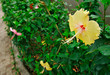 beautiful hibiscus