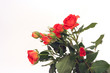 orange roses and empty space for your text