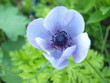 Hellblaue Anemone