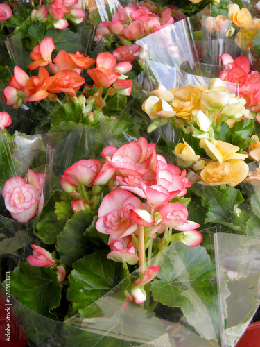 Photo: Begonia flower Begonia flower