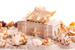 Background with seashells and treasure chest