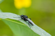 mouche