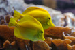 Yellow Tang