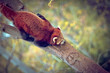 Panda roux descend de l'arbre