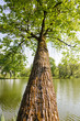 tree over water
