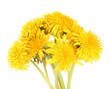 Dandelion flowers isolated on white