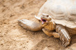 Tortue de terre géante