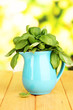 Fresh herb in pitcher on wooden table on natural background