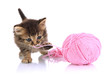 Small kitten play with yarn for knitting isolated on white
