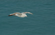 Seagull in flight