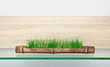 Gras im Bambusrohr