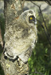 a baby bird of long-eared owl (Asio otus) in the tree