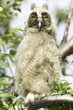 long-eared owl, immature / Asio otus