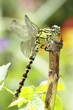 Green Snaketail dragonfly, female / Ophiogomphus cecilia