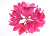 Pink rhododendron flower isolated on white background