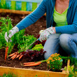 Photo: First crop of organically grown carrots First crop of organically grown carrots