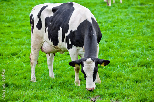 Photo: cows on meadow cows on meadow