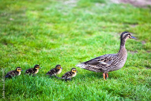 Photo: Family of ducks. Family of ducks.