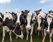 Dutch Cows
