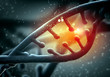 DNA molecule