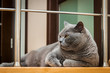 British Shorthair cat