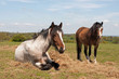 Photo: Little & large Little & large