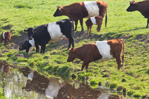 Photo: Dutch Belted or Lakenvelder cows drinking water Dutch Belted or Lakenvelder cows drinking water
