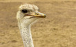 Australian Ostrich Portrait