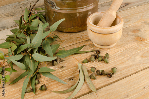 Photo: Medicinal eucalyptus Medicinal eucalyptus