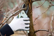 Man with gloves is cutting branches from tree