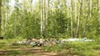Garbage dump in the woods. Environmental contamination  
