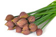 Schnittlauchblüten