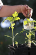 Arrosage semi tomate