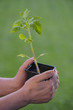 Potager-Plant de Tomate-Jardin
