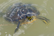 Turtle close up portrait