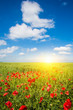 Field of Corn Poppy Flowers