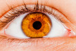 Photo: Human eye. Human eye.