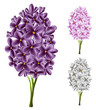 Lilac set