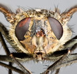 Foto: Housefly close-up. Housefly close-up.
