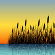 Reed silhouette with water reflection