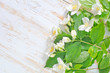 jasmin