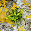 Fern growing on a wall