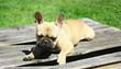 bouledogue français se reposant au soleil