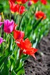 Spring day