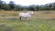 Caballo pastando en un campo lleno de flores