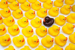 patos amarillos
