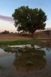 Reflejo De Arbol